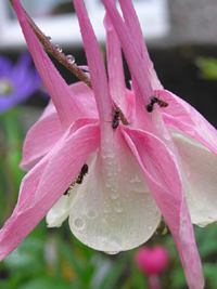 Ants on flower : � Photographer: Karen Samuel | Agency: Dreamstime.com