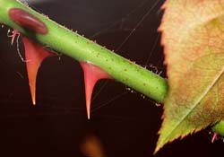 Defensive Gardening - Image provided by Stock.XCHNG
